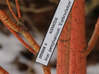 Park Acer pensylv Erythrocladum 2015 02 07 3160